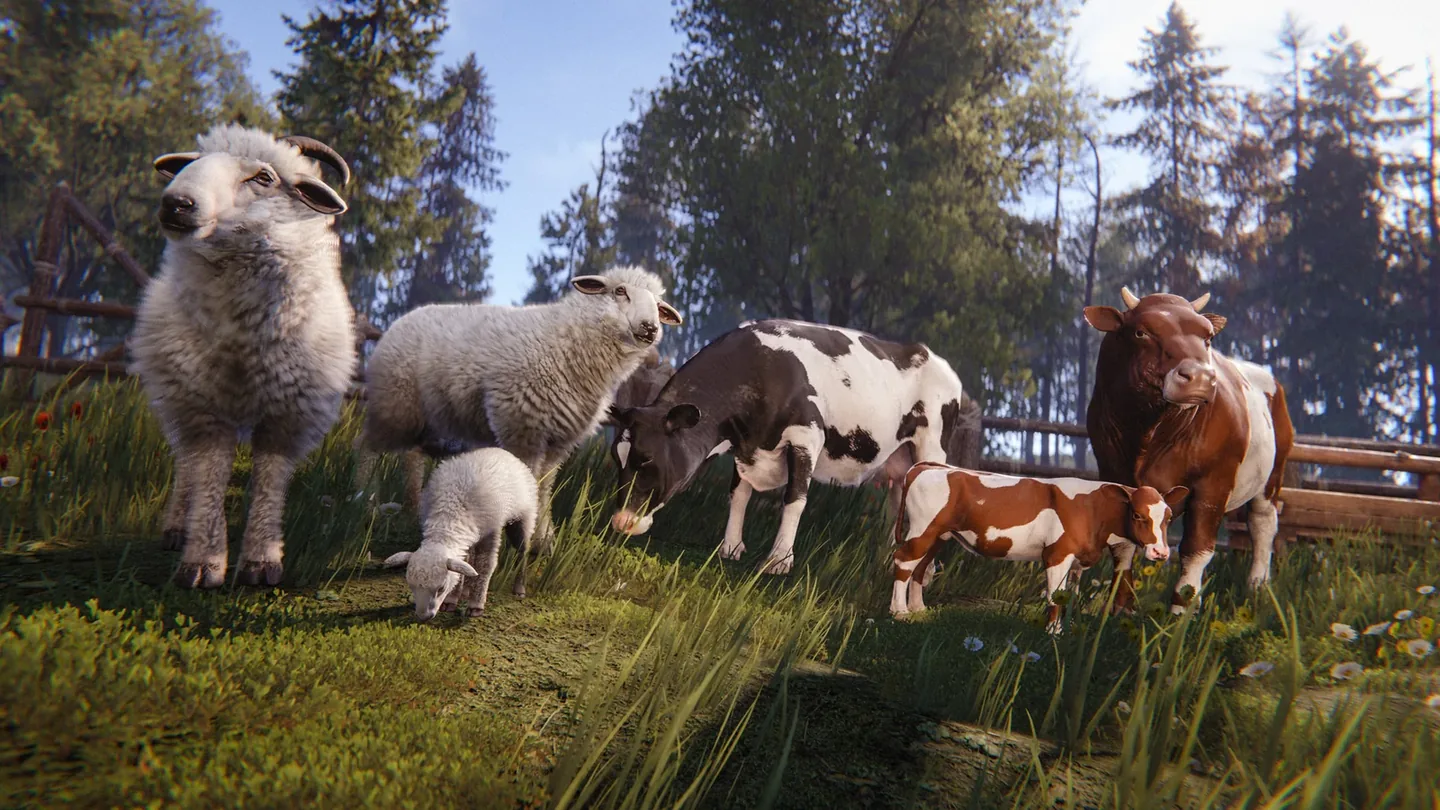 Cows and sheep introduced in Rust's October Livestock Update
